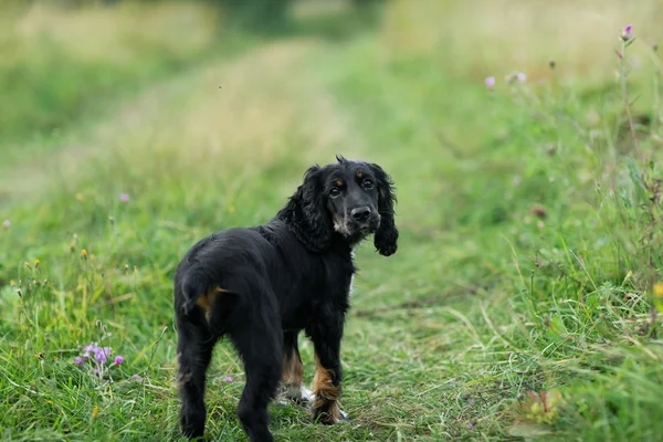 Портрет спаниеля Черной Собаки на зеленой лужайке — стоковое фото