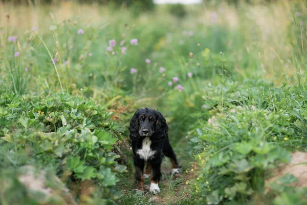 Porträt eines schwarzen Hundes auf einer grünen Rasenfläche — Stockfoto