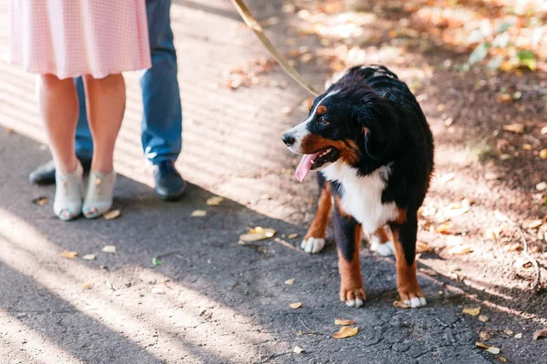 外で犬を養うスタイリッシュな服を着た幸せな若いカップルの肖像画。秋の森 — ストック写真