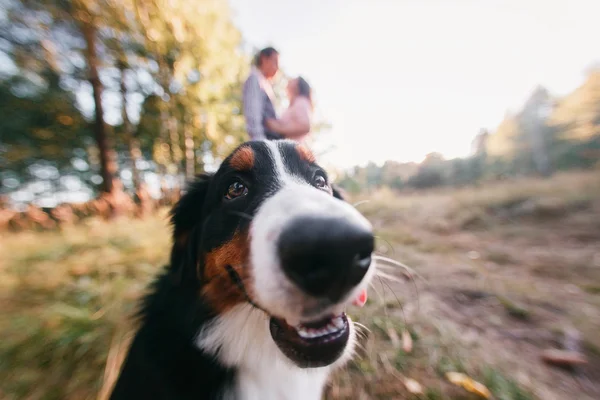Портрет щасливої молодої пари в стильному одязі, що годує собаку зовні. осінній ліс — стокове фото