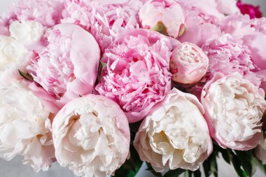 taze parlak çiçek açan peonies çiçek yaprakları üzerinde çiğ damlaları ile. Beyaz ve pembe tomurcuk