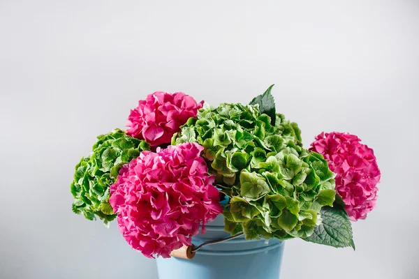 blue bowl bucket a bunch green and pink color hydrangea white background. bright colors. purple cloud. 50 shades