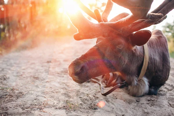 Reindeer, Stag, Eating, Relaxing in the Forest, Wild. sunset — Stock Photo, Image