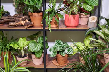 Çiçek dükkanındaki saksılarda bir sürü farklı bitki var. Bahçe merkezi ve toptancı konsepti. Yeşil arka plan. Bir sürü yaprak.