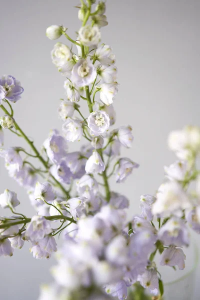 关闭了紫丁香芽。在白色背景的花瓶中,美丽的蓝色和淡紫色的菊花.自然概念 — 图库照片