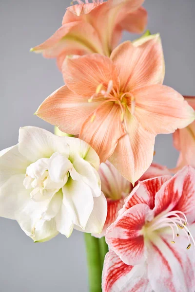 Blumen in großer Glasvase. Wunderschöne Amaryllis-Blüten. Wilde Blumen - Hippeastrum. Vintage-Hintergrund — Stockfoto