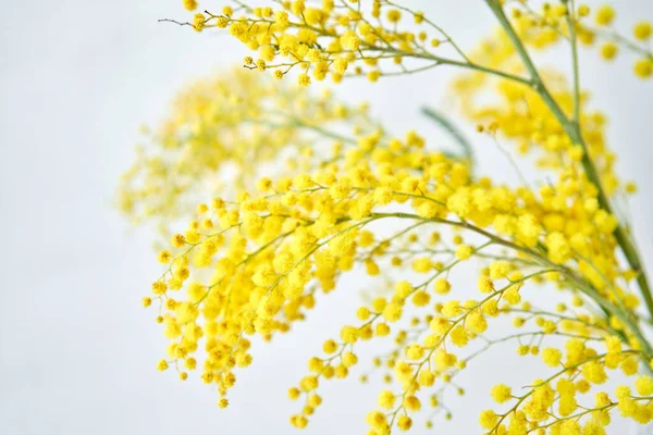 在窗台上的玻璃瓶里放着一丛丛漂亮的含羞草.窗边的白桌子上挂着黄色的艳丽的花朵 — 图库照片