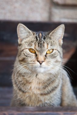 sokak kedi portre