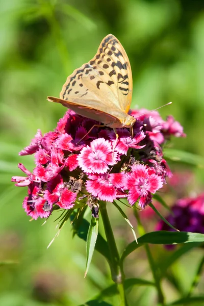 Çiçekte bir kelebek 