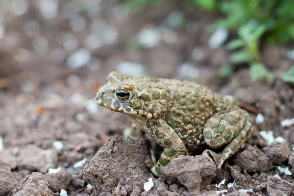 Żaba ziemi w ogrodzie — Zdjęcie stockowe