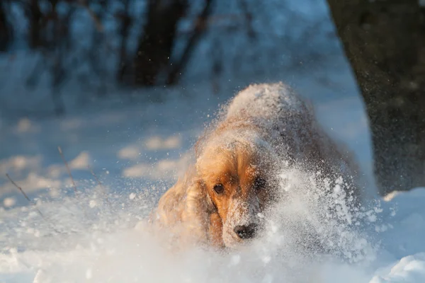 Spaniël spelen in de sneeuw — Stockfoto