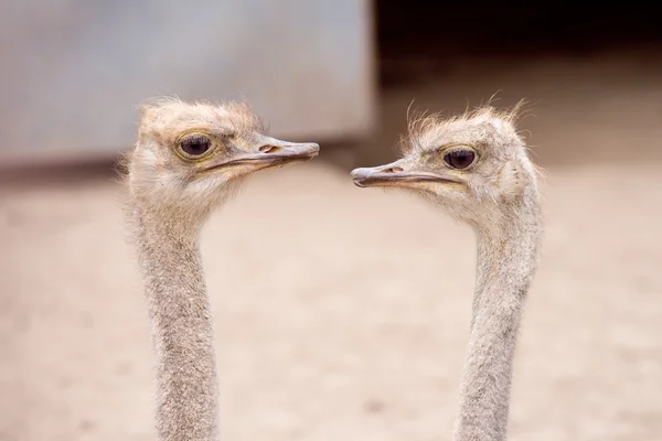 Avestruces adultos en la granja de avestruces —  Fotos de Stock