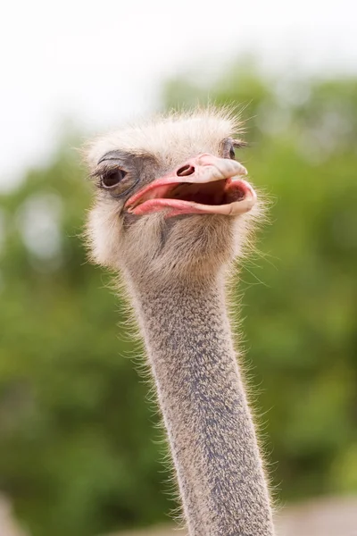 Un avestruz adulto —  Fotos de Stock