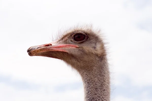 Ein erwachsener Strauß — Stockfoto