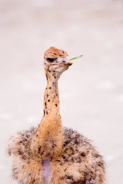 Junges Straußenbaby — Stockfoto