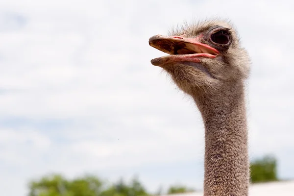 Un avestruz adulto —  Fotos de Stock