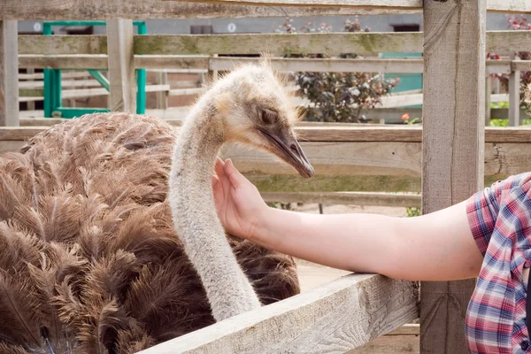 Avestruz en la granja de avestruces —  Fotos de Stock