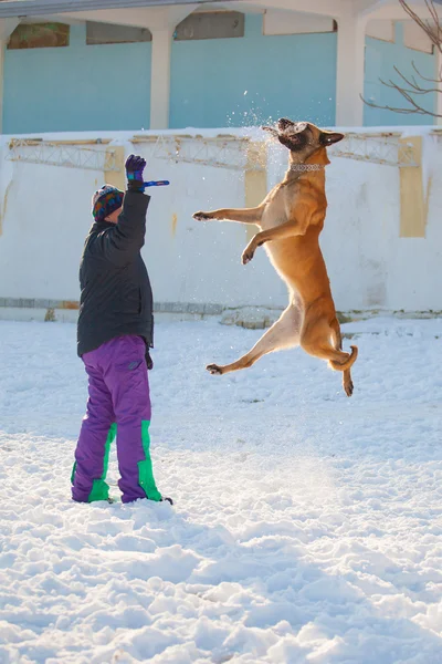 Komik köpek eğitim