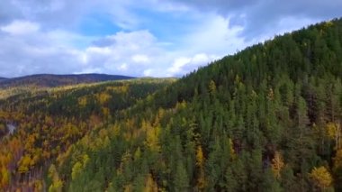 Sonbahar ormanı üzerinde kuş bakışı bir hava uçuşu. Rusya Buryatia