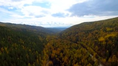 Sonbahar ormanı üzerinde kuş bakışı bir hava uçuşu. Rusya Buryatia
