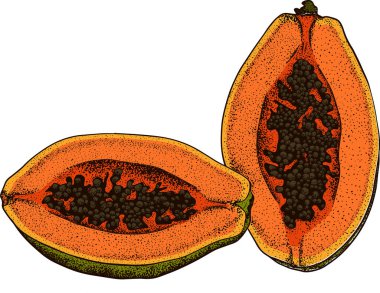Vektör el çizimi egzotik meyveler. Ayrı bir papaya. Oymalı renkli sanat. Restoran, yemek, market, mağaza, menü, parti dekorasyonu, smoothie kaseleri için kullan