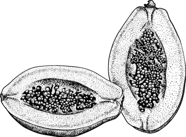 パパヤ 手描きのパパイヤのセット 新鮮な有機食品 スケッチフルーツとベクトルイラスト — ストック写真