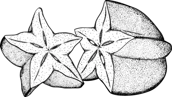 Carambola Uma Fatia Carambola Fruta Tropical Exótica Mão Vetor Desenhada — Fotografia de Stock