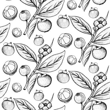 Elle çizilmiş mangosteen meyvesiz desen. Taze organik gıda. Robot resimli vektör illüstrasyonu.