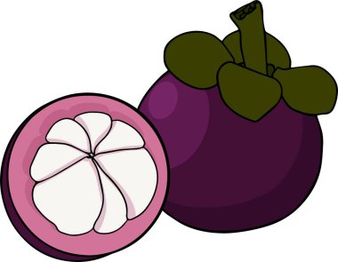 Mangosteen tropikal meyvesini beyaz arka plana koyun. Tam, dilimlenmiş ve yarıya bölünmüş Mangosteen grafikleri. Vektör illüstrasyonu.