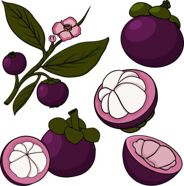 Mangosteen tropikal meyvesini beyaz arka plana koyun. Tam, dilimlenmiş ve yarıya bölünmüş Mangosteen grafikleri. Vektör illüstrasyonu.