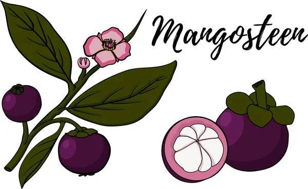 将芒果茎的热带水果放在白色背景上 完整的 切片的和减半的Mangosteen图形 矢量说明 — 图库照片
