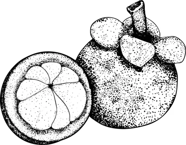 一组手绘芒果的热带水果 新鲜的有机食品 带草图的矢量图解 矢量说明 — 图库照片