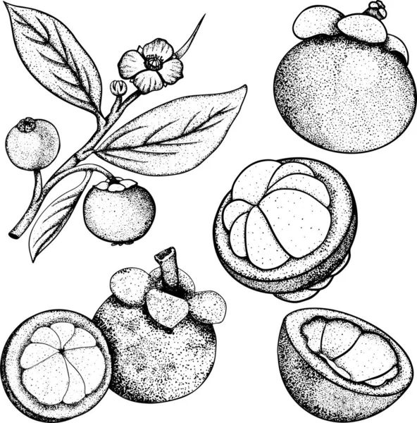 Set Hand Drawn Mangosteen Tropical Fruit Fresh Organic Food Vector — Stock Photo, Image