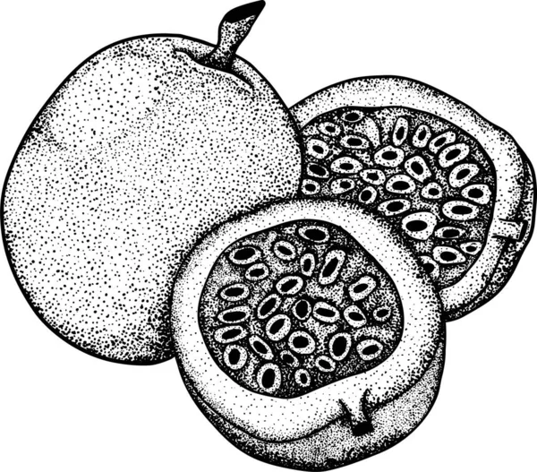 Mâna Vectorială Desenată Set Fructe Pasiune Ilustrația Fructelor Pasiunii Obiecte — Fotografie, imagine de stoc