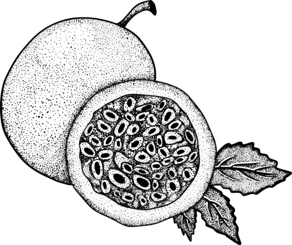 ベクトルハンドは情熱の果物のセットを描いた パッションフルーツのイラスト おいしい熱帯ベジタリアンオブジェクト レストラン メニュー スムージーボウル パーティーの装飾のための使用 — ストック写真