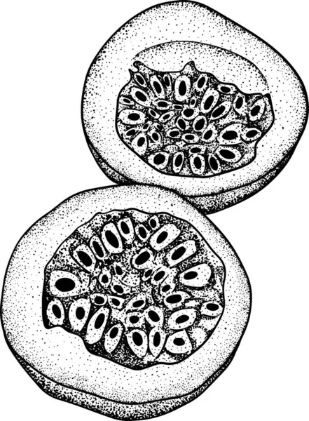 ベクトルハンドは情熱の果物のセットを描いた パッションフルーツのイラスト おいしい熱帯ベジタリアンオブジェクト レストラン メニュー スムージーボウル パーティーの装飾のための使用 — ストック写真