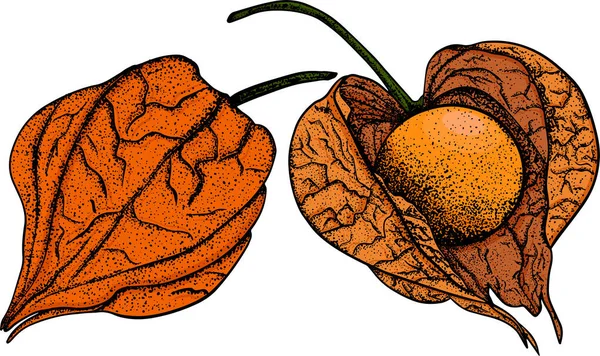 Collection Physalis Plantes Fruits Dessinés Main Tomatillo Superfood Illustration Vectorielle — Photo