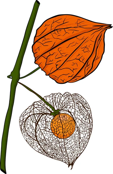 Coleção Physalis Desenhado Mão Planta Frutas Tomatillo Supercomida Ilustração Conjunto — Fotografia de Stock