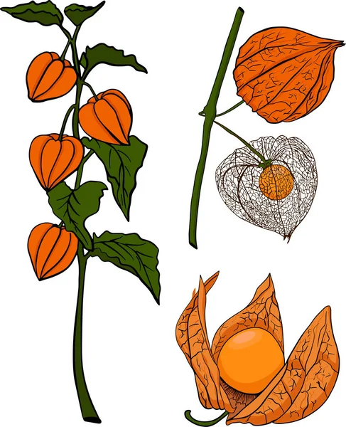 手描きの物理学 植物や果物のコレクション トマティロ スーパーフード ベクトル手描きセットイラスト — ストック写真