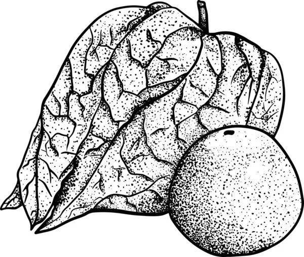 Collection Physalis Plantes Fruits Dessinés Main Tomatillo Superfood Illustration Vectorielle — Photo