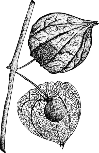 Collection Physalis Plantes Fruits Dessinés Main Tomatillo Superfood Illustration Vectorielle — Photo