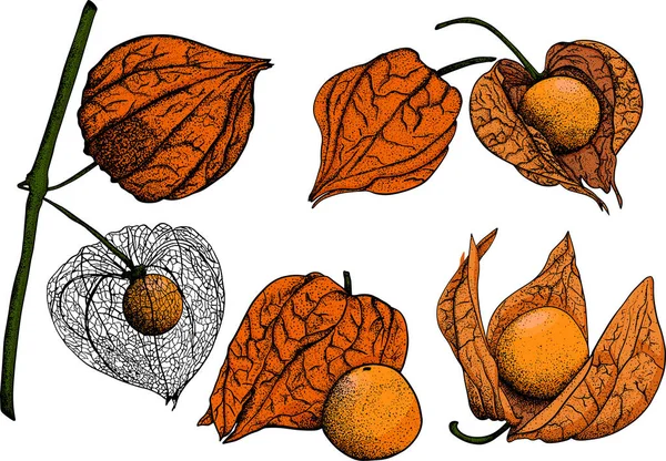 Collection Physalis Plantes Fruits Dessinés Main Tomatillo Superfood Illustration Vectorielle — Photo