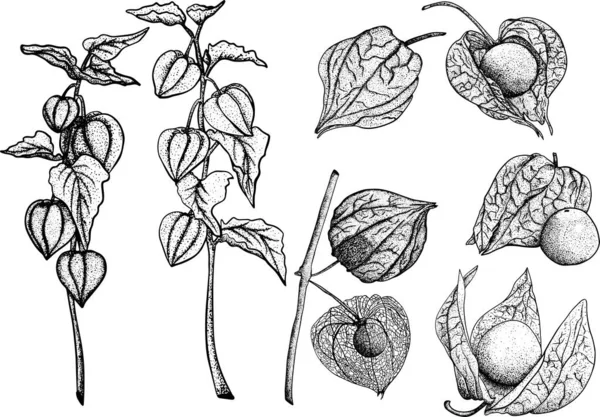 Coleção Physalis Desenhado Mão Planta Frutas Tomatillo Supercomida Ilustração Conjunto — Fotografia de Stock