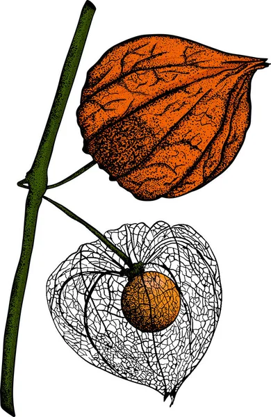Συλλογή Χειροποίητων Φυσσαλίδων Φυτών Και Φρούτων Τοματίλο Σούπερ Φαγητό Εικονογράφηση — Φωτογραφία Αρχείου