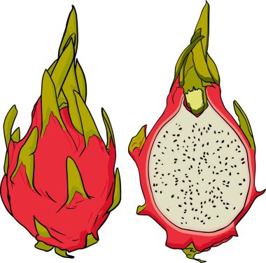Pitaya 'nın vektör eli çizilmiş. Ejderha meyvesi çizimi. Lezzetli tropikal vejetaryen nesneler. Restoran, menü, meyve suyu kasesi, market, mağaza, parti dekorasyonu, yemek için kullan