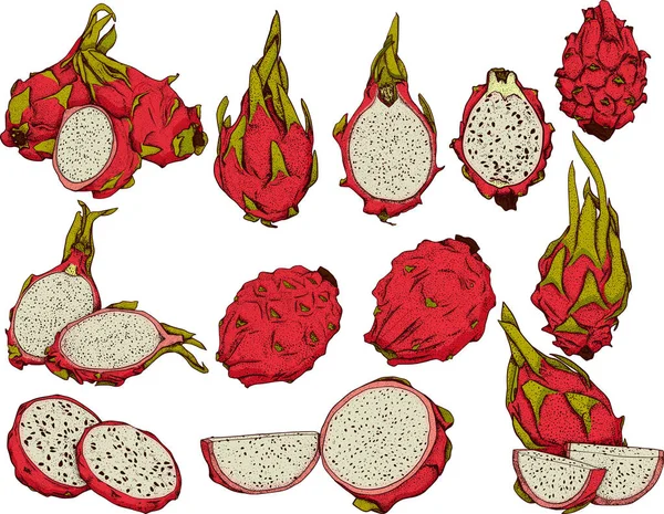 Conjunto Dibujado Mano Vectorial Pitaya Dragón Ilustración Frutas Deliciosos Objetos —  Fotos de Stock