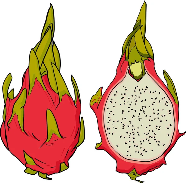 Pitaya Nın Vektör Eli Çizilmiş Ejderha Meyvesi Çizimi Lezzetli Tropikal — Stok fotoğraf