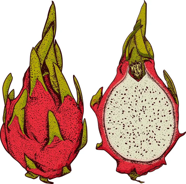 Pitaya Nın Vektör Eli Çizilmiş Ejderha Meyvesi Çizimi Lezzetli Tropikal — Stok fotoğraf