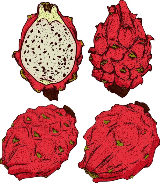 Vectorial Set Mână Desenat Pitaya Ilustrație Fructe Dragon Obiecte Vegetariene — Fotografie, imagine de stoc