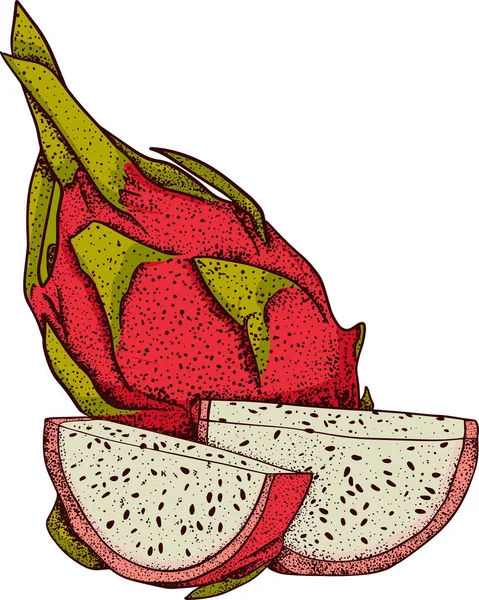 Vektor Handgezeichnetes Pitaya Set Drachenfrucht Illustration Köstliche Tropische Vegetarische Objekte — Stockfoto